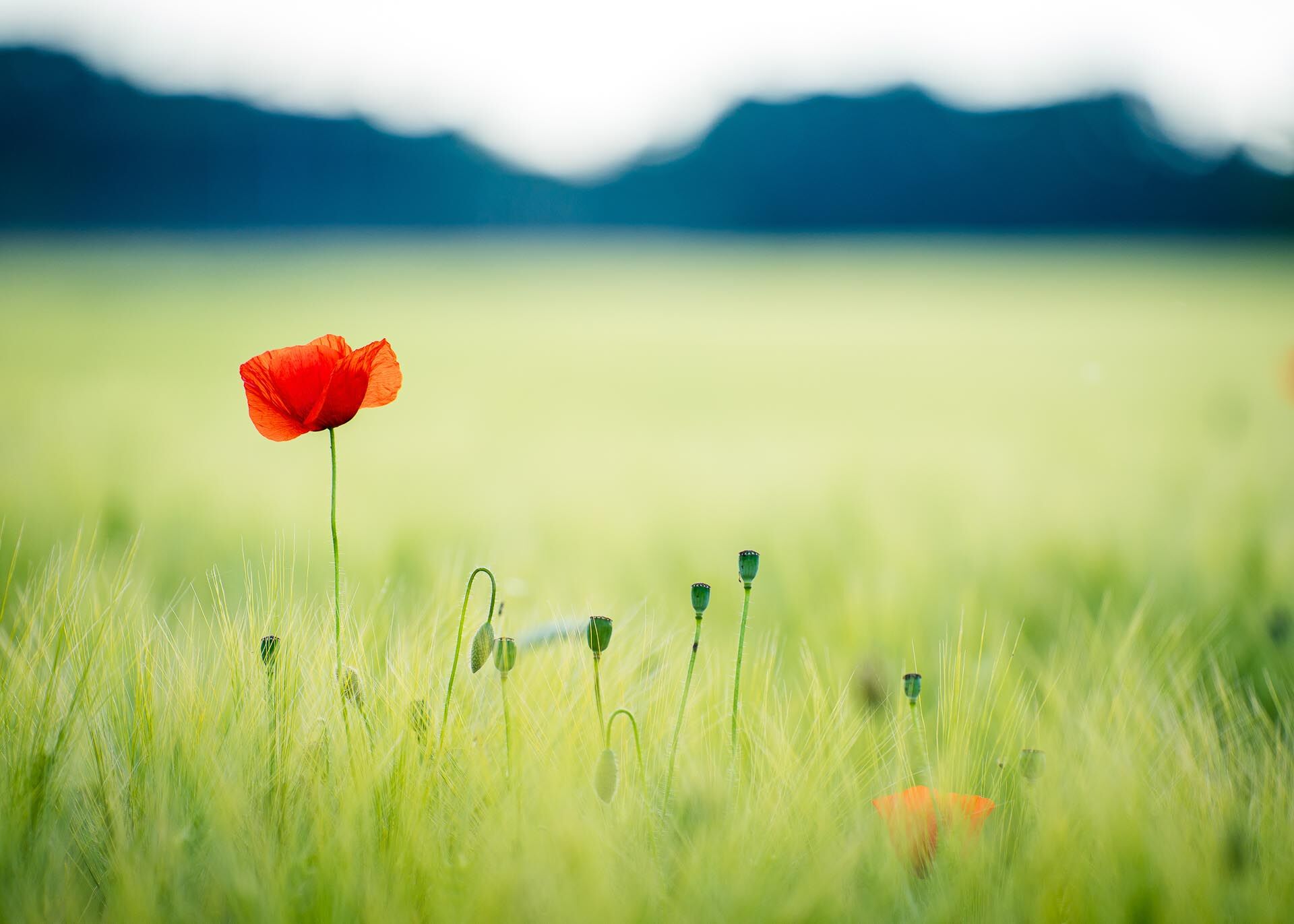 Klatschmohn